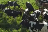 A Nocytide javallatai